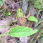 Green Frog