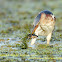 Least Bittern