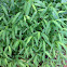 Japanese grass