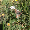 Edith's Checkerspot