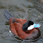 Ruddy Duck