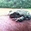 Gray Treefrog