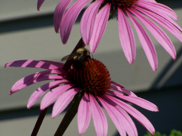 Spotting Image 1