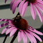 Bee on Coneflower