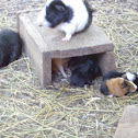 Guinea pigs