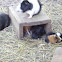 Guinea pigs