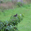 Fieldfare