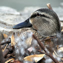 Mallard Duck