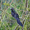 Smooth-billed Ani