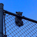 Raccoon
