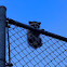 Raccoon