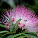 Silktree Mimosa, Persian acacia, Silk tree, Mimosa, Pink Siris