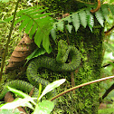 Eyelash Pit Viper
