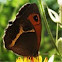 Insect
