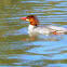 Common Merganser