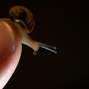 Garden snail