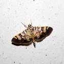 Crambidae