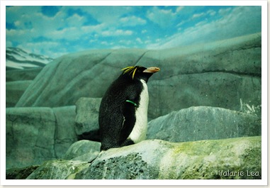 penguin5