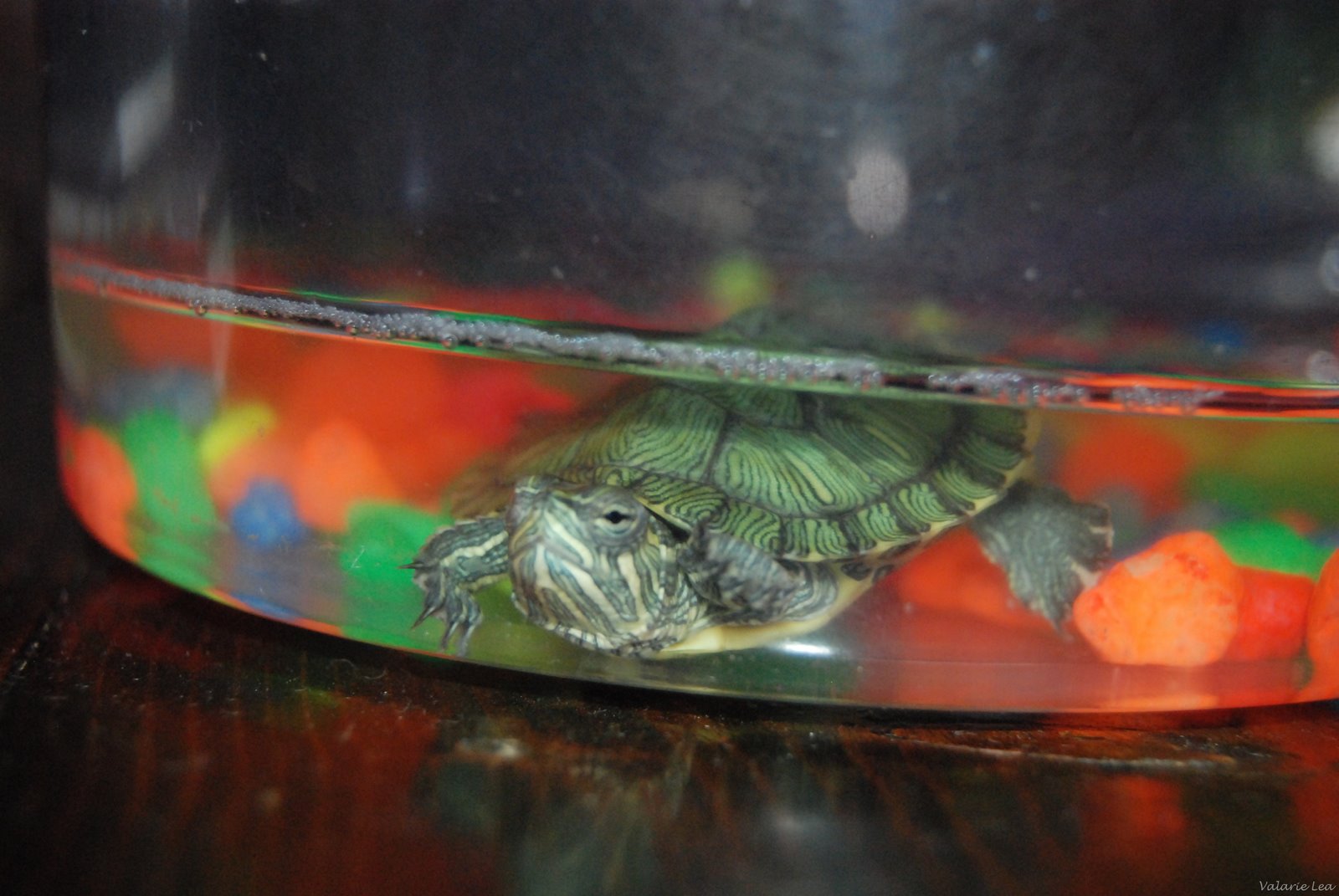 [turtle015[3].jpg]