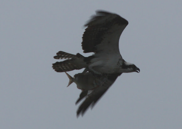 Spotting Image 1