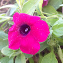 Petunia