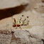 Desert locust