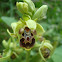 Ophrys