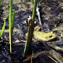 Green frog