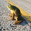 American Bullfrog