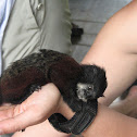 Saddleback Tamarin