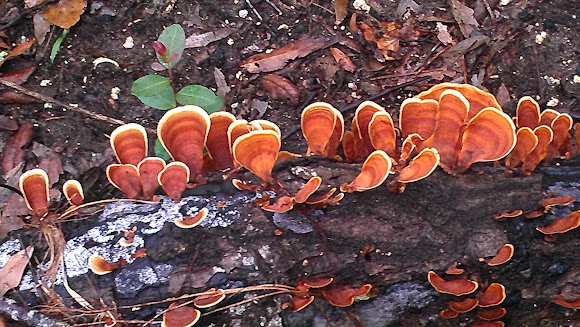 Spotting Image 1