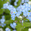 Forget-me-not