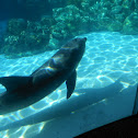 Dolphin
