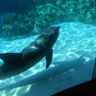 Dolphin