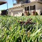 Grasshopper