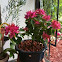 Bougainville Bonsai