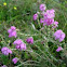 Brezo. Heather