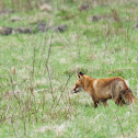 Red fox