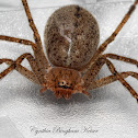 Giant Crab Spider