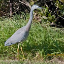 White-faced Heron