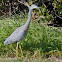 White-faced Heron