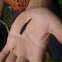 Leech