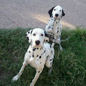 Dalmation