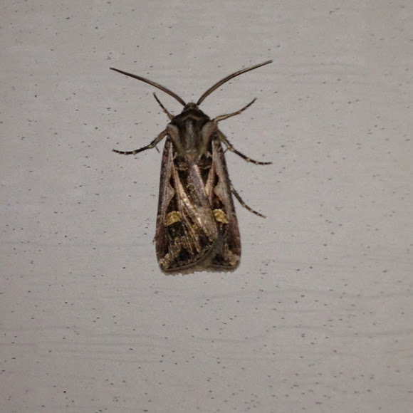 Spotting Image 1