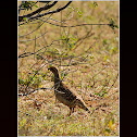 Grey Francolin / Grey Partridge