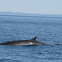 Minke Whale