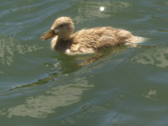 Spotting Image 1