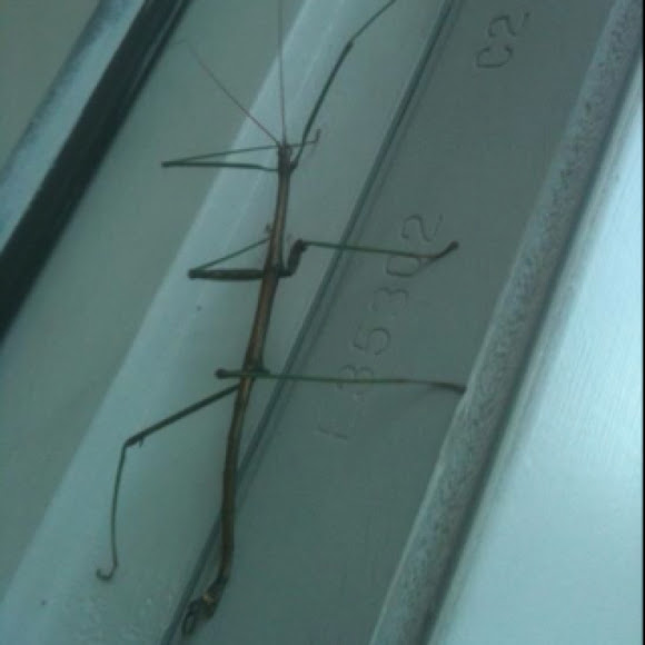 Spotting Image 1