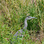 Grey Heron