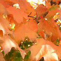 Red Maple